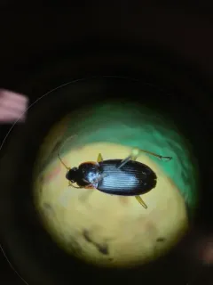 Calathus opaculus thumbnail 3