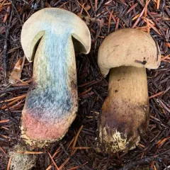 western bitter bolete thumbnail 3