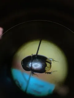 Crescent Water Scavenger Beetle thumbnail 2