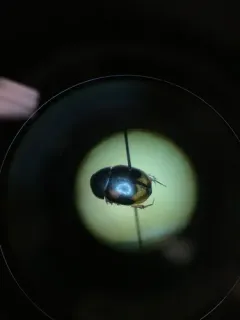 Sphaeridium scarabaeoides thumbnail 3