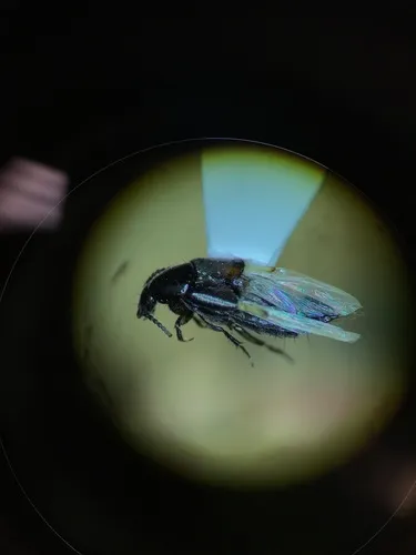 Philonthus cruentatus