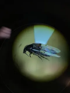 Philonthus cruentatus thumbnail 1