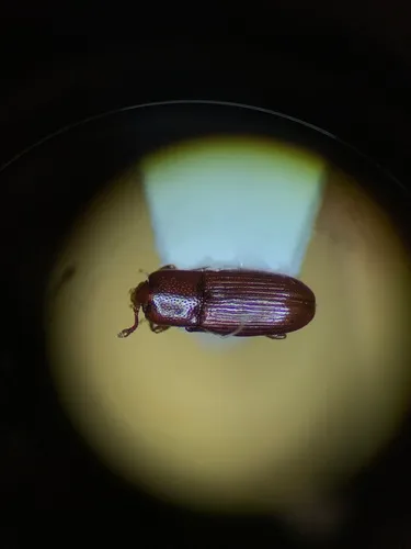 Cerylon unicolor