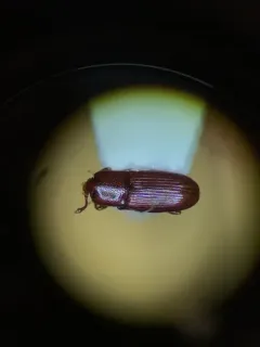 Cerylon unicolor thumbnail 1