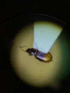 Mioptachys flavicauda thumbnail 2