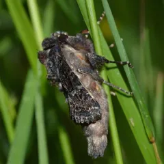 Yellow-headed Cutworm Moth thumbnail 3