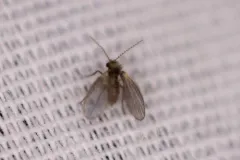 Trichomyia nuda thumbnail 2