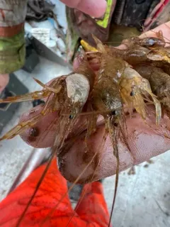 Baltic prawn thumbnail 3