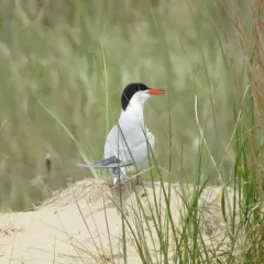 Common Tern thumbnail 2
