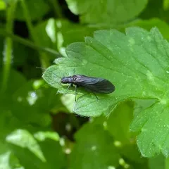 Sialis californica thumbnail 1