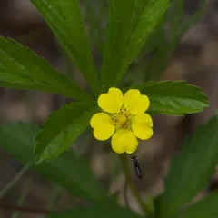 common cinquefoil thumbnail 4