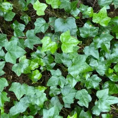 Atlantic Ivy thumbnail 2