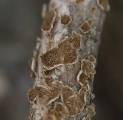 Ochre Spreading Tooth thumbnail 2
