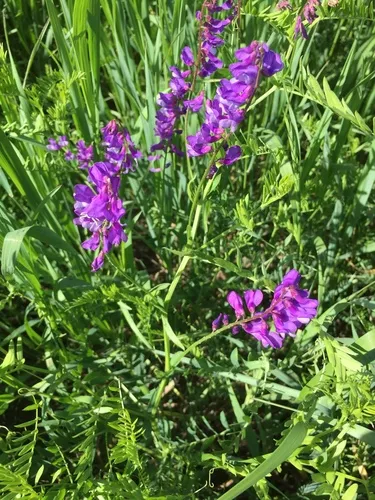 Fine-leaved Vetch