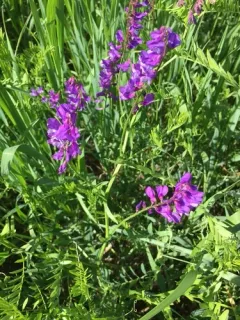 Fine-leaved Vetch thumbnail 1