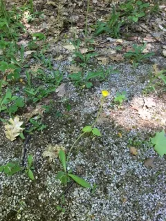 Spreading Mouse-ear-hawkweed thumbnail 2