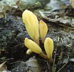 Microglossum fumosum thumbnail 2
