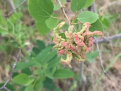 Aspen leafgall mite thumbnail 1