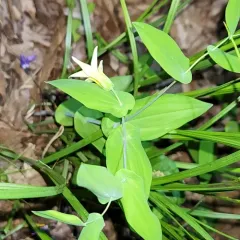 perfoliate bellwort thumbnail 2