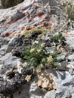 Snowline Springparsley thumbnail 2