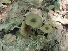 Entoloma odoriferum thumbnail 2