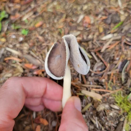 Helvella compressa