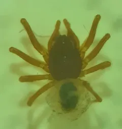 Teethed Dwarf Weaver thumbnail 2