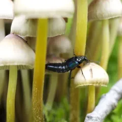 Blue-winged Rove Beetle thumbnail 3