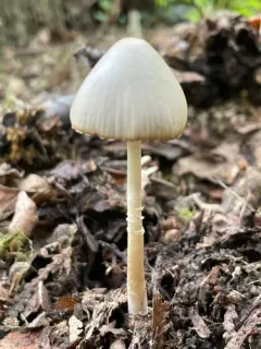 Coprinopsis marcescibilis thumbnail 2