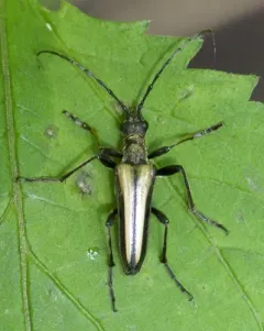 Stenocorus vittiger thumbnail 4