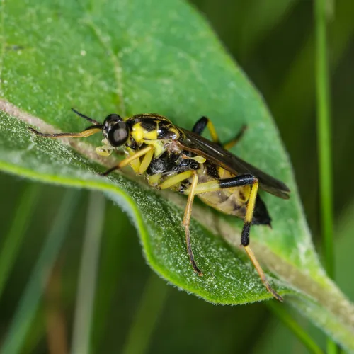 Xylomya terminalis
