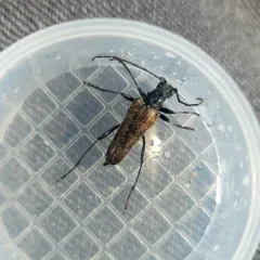 Mottled Longhorned Beetle thumbnail 3