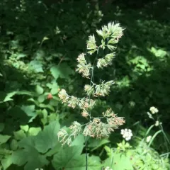 orchard grass thumbnail 4