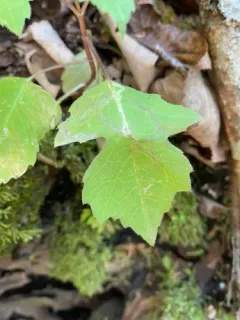 Liriomyza hypopolymnia thumbnail 3