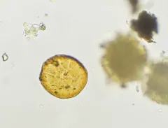 Galeripora catinus thumbnail 2