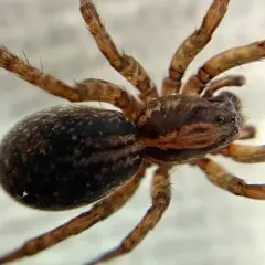 Ground wolf spider thumbnail 3