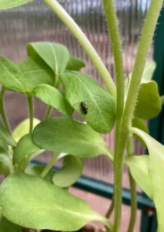 Phymatodes obliquus thumbnail 2