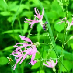 ragged-robin thumbnail 4