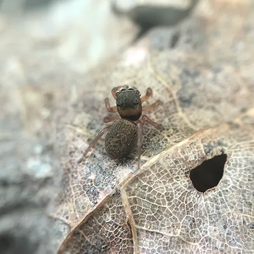 Little Mountain Jumping Spider