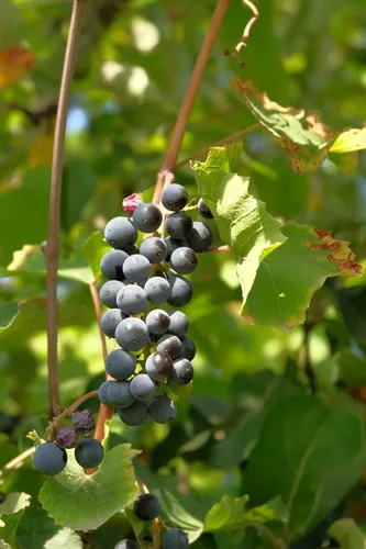 wine grape