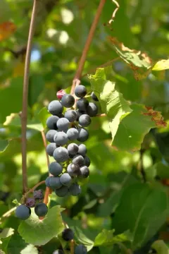 wine grape thumbnail 1