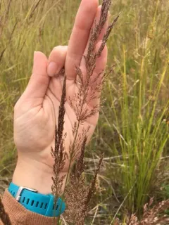 Pacific bentgrass thumbnail 2