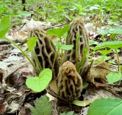 Tulip Morel thumbnail 4