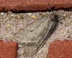 White-spotted Cankerworm Moth thumbnail 4