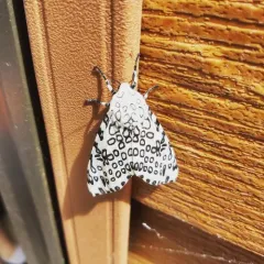 Giant Leopard Moth thumbnail 2