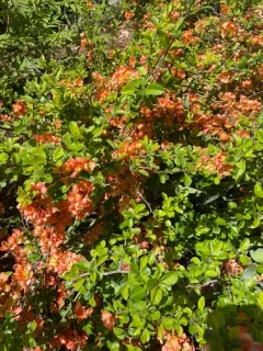 Japanese Quince thumbnail 2
