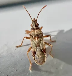 Sycamore Seed Bug thumbnail 2