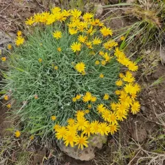 Desert Yellow Fleabane thumbnail 2