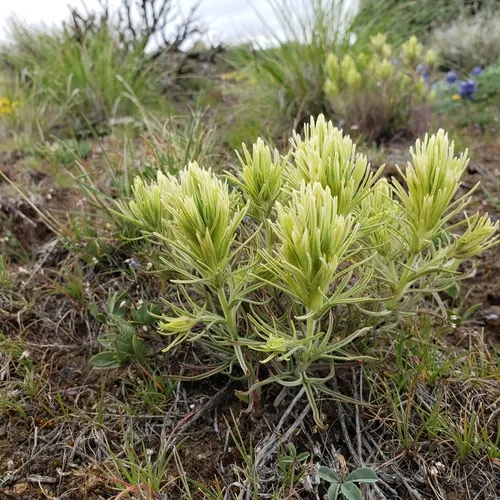 Thompson's paintbrush