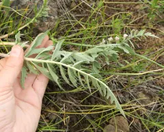 Hoary Balsamroot thumbnail 2